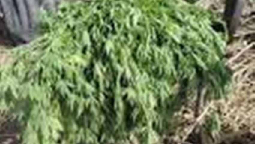 4 أيام لفلاح يزرع البانجو داخل منزله بالمنيا